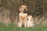 GOLDEN RETRIEVER 026